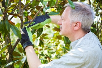 Tending to Trees in the Garden